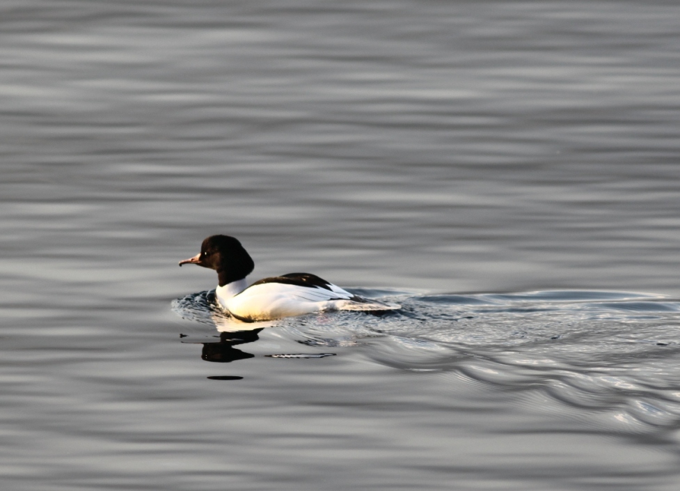 Smergo maggiore - Mergus merganser,